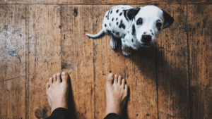 Un chien damaltien assis sur un parquet abîmé comprenant des rayures