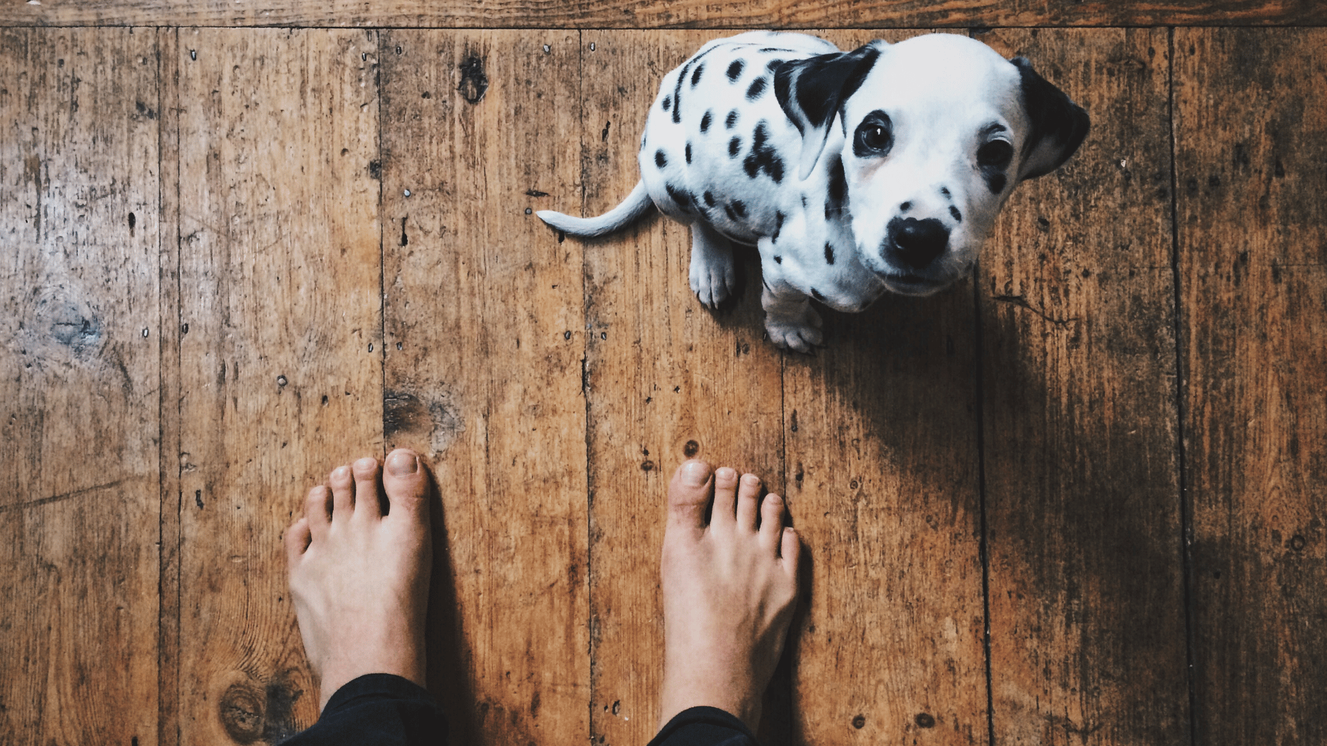 Un chien damaltien assis sur un parquet abîmé comprenant des rayures