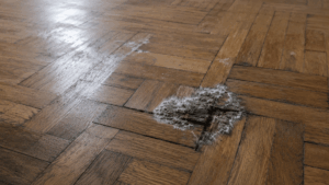 champignons sur du parquet